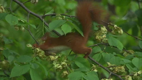 Wild red squirrel feeding in beech tree during spring (close up) Stock Footage 327120134