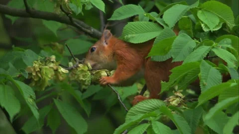 Wild red squirrel feeding in beech tree during spring (close up) Stock Footage 327120137