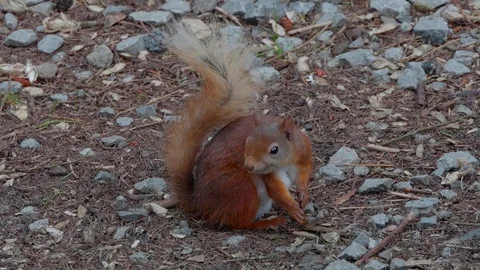 Wild red squirrel on the ground looking for food Video stock 114558890