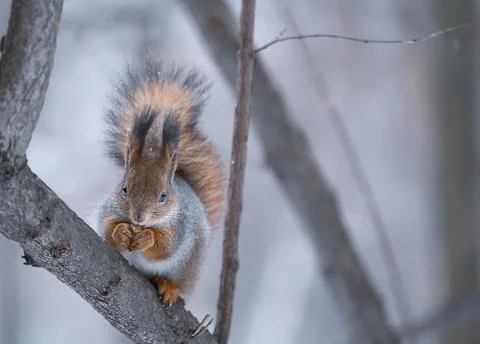 Wild red squirrel holding a nut and sitting on branch. Stock Photos