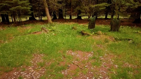 Wild red squirrel jumping through grass in a woodland Video stock 114558909