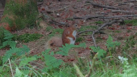 Wild red squirrel looking around in a woodland Video stock 114557902