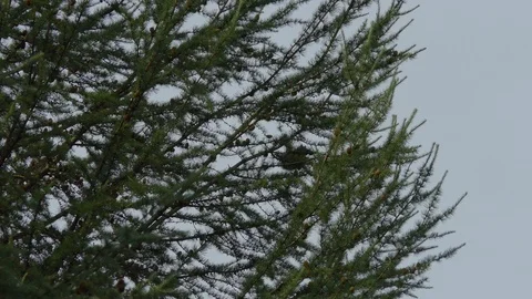 Wild red squirrel looking for food in a tree top Video stock 114558941