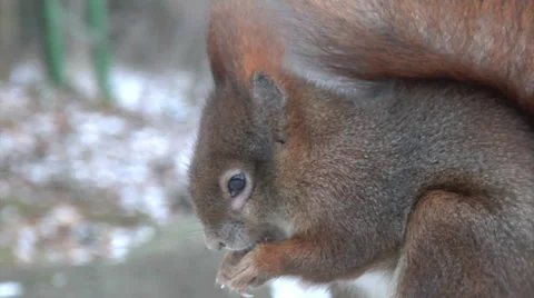 Wild red squirrel - sciurus vulgaris - eating a nut in winter. Stock Footage 32598626