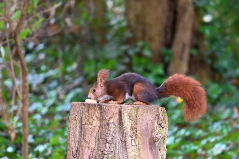 Wild red squirrel, sciurus vulgaris on a tree stump Фото