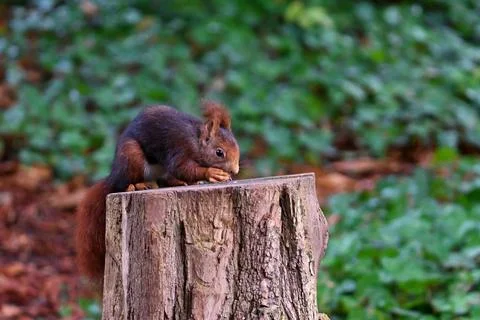 Wild red squirrel, sciurus vulgaris on a tree stump Фото