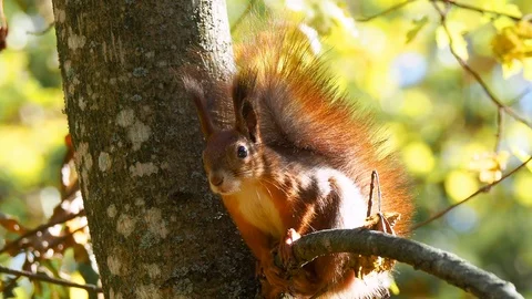 Wild red squirrel sitting on the branch Stock Footage 120276040