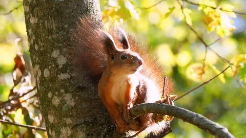 Wild red squirrel sitting on the branch Stock Footage 121364035