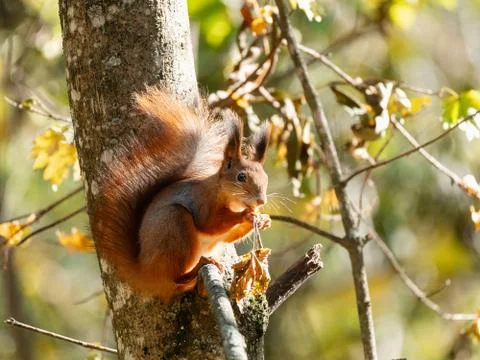 Wild red squirrel sitting on tree branch at sunny day Stock Photos