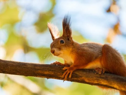 Wild red squirrel sitting on tree branch at sunny day Stock Photos