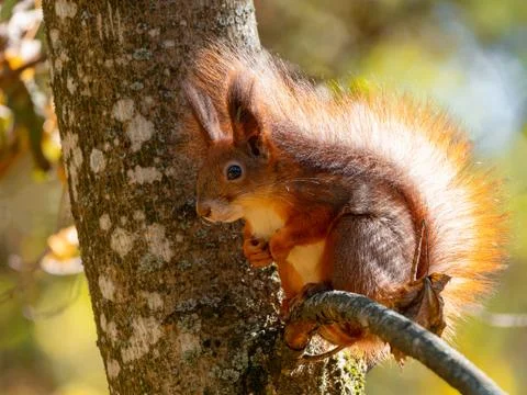 Wild red squirrel sitting on tree branch at sunny day Stock Photos