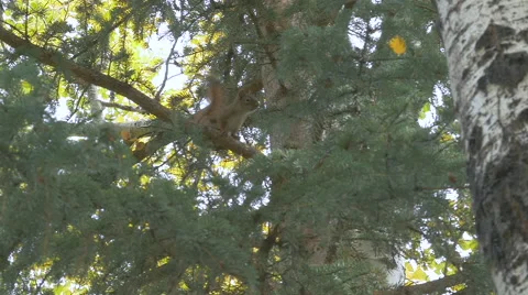 Wild Red Squirrel In Tree Forest Defensive Noises Bushy Tail Rodent Video stock 55149388