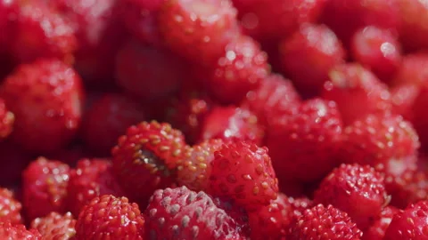 Wild red strawberries picked in the forest. Fresh vitamins in food. Close up. Vidéo 218977480