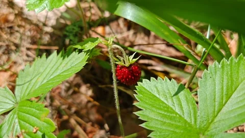 Wild Red Strawberry on Green Leaf Vídeo Stock 337374824