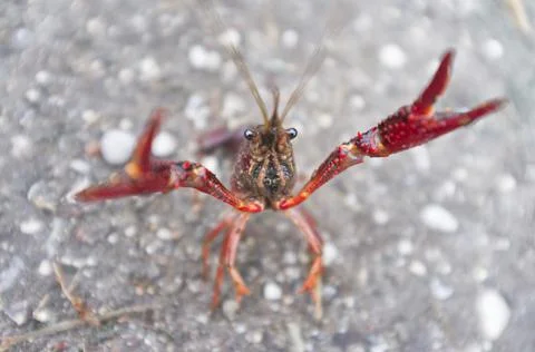 Wild red swamp crawfish attacks! Stock Photos