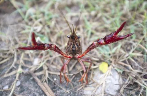 Wild red swamp crawfish attacks! Stock Photos