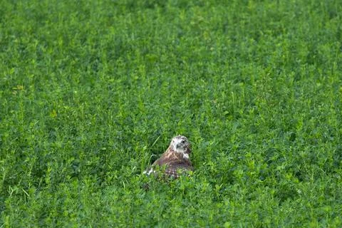 Wild Red Tailed Hawk Stock Photos