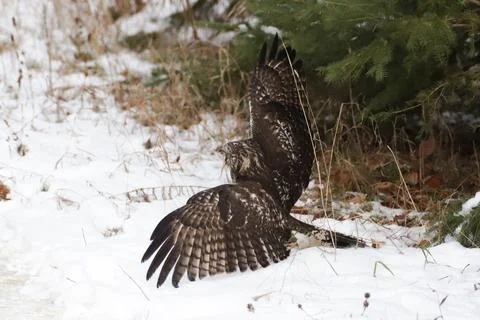 Wild Red Tailed Hawk Stock Photos