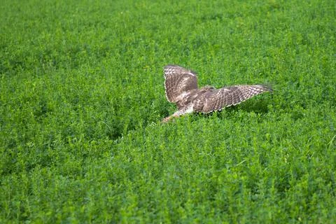 Wild Red Tailed Hawk Stock Photos