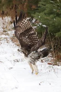 Wild Red Tailed Hawk Stock Photos