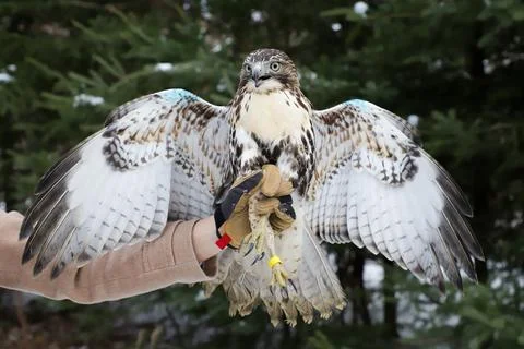 Wild Red Tailed Hawk Stock Photos