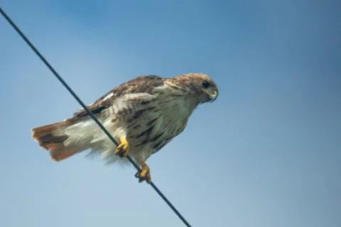 Wild Red Tailed Hawk Stock Photos