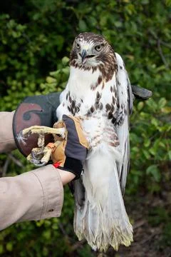 Wild Red Tailed Hawk Stock Photos