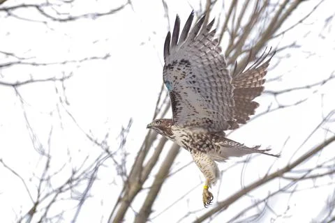 Wild Red Tailed Hawk Stock Photos