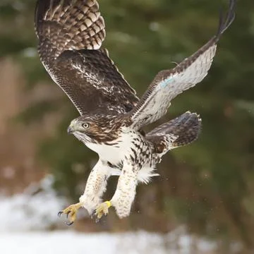 Wild Red Tailed Hawk Stock Photos