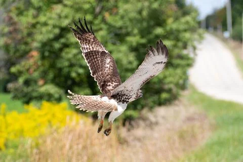 Wild Red Tailed Hawk Stock Photos
