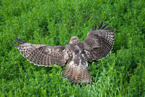 Wild Red Tailed Hawk Stock Photos