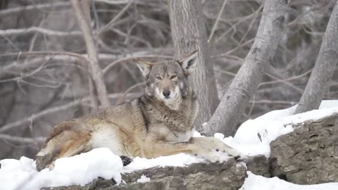 Wild red wolf resting on snowy rock in winter forest 库存影片 332554110