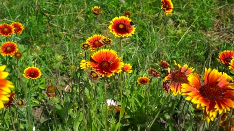 Wild red-yellow flowers with two flying bumblebees. Summer garden with insects. Stock Footage 133237910