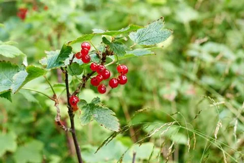 Wild Redcurrant Berries Stock Photos