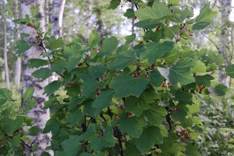 Wild Redcurrants in forest Stock Photos