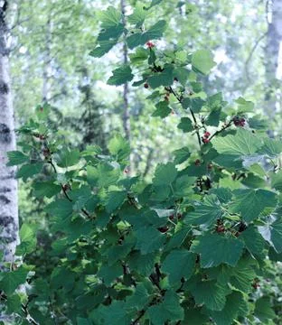 Wild Redcurrants in forest Stock Photos
