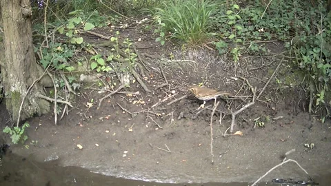 Wild Redwing Thrush Eating a Worm on Woodland Floor Trail Camera Stock Footage 340660108