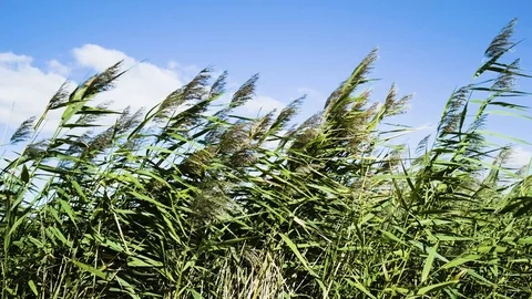 Wild reed grass blowing in the wind on a stormy day 스톡 동영상 96112863