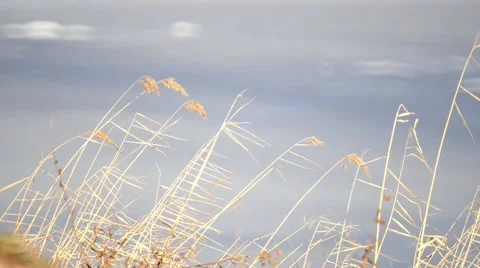 Wild reed swaying in the wind in front of frozen lake Stock Footage 47855552
