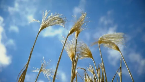 Wild reed in the wind against the sky Stock Footage 105417950