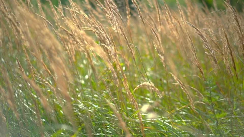 Wild reeds sway on wind Stock Footage 236861891