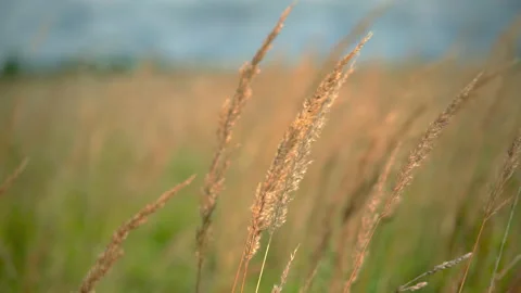 Wild reeds sway on wind Stock Footage 236862015