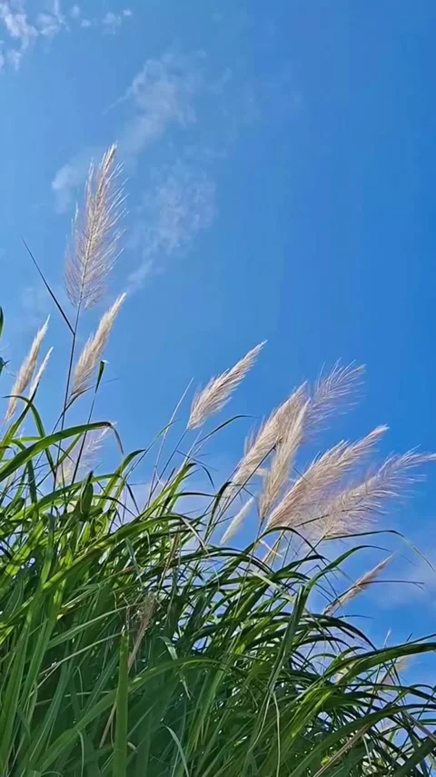 Wild Reeds Swaying in Wind Stock-Footage 341629425