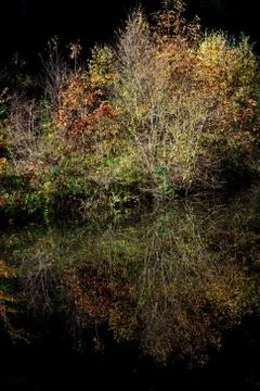 Wild reflections upon the canal surface Stock Photos