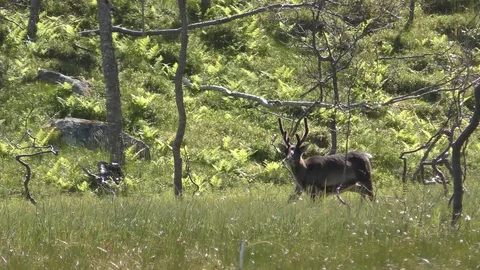 Wild reindeer walking in a prairie, Tromso, Norway Stock Footage 104144553