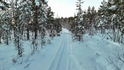 Wild reindeer walking through deep snow in winter forest in Lapland, drone video Stock Footage 301297895