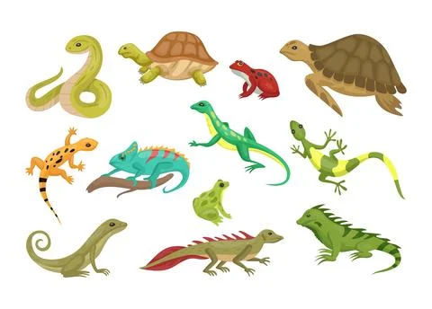 Wild reptiles. Turtle and lizard. Tropical reptilian. Amphibian or serpent. I 스톡 일러스트