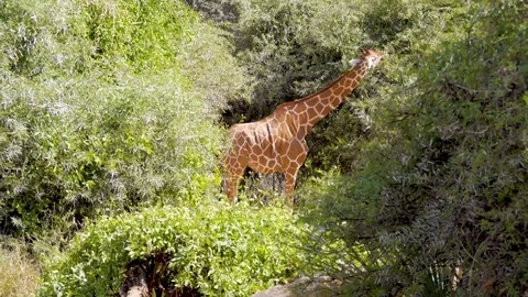 Wild reticulated giraffe feeding from tree Stock Footage 78234476