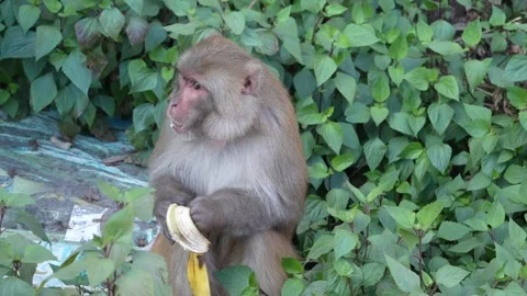 Wild Rhesus Macaque Monkey Eating in Natural Green Forest Habitat, 4K Wildl.. Stock Footage 322077663