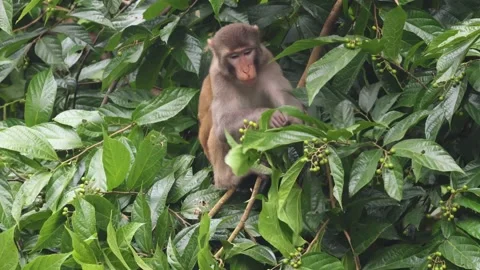 Wild rhesus macaque monkey eating fruit from a tree Vídeo Stock 342987671